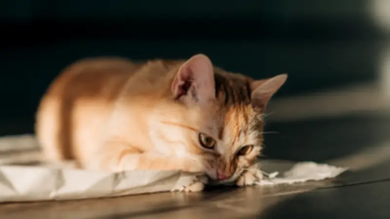 Mehr als nur eine Marotte: Die wahren Gründe, warum Ihre Katze Ihre Papiere besetzt