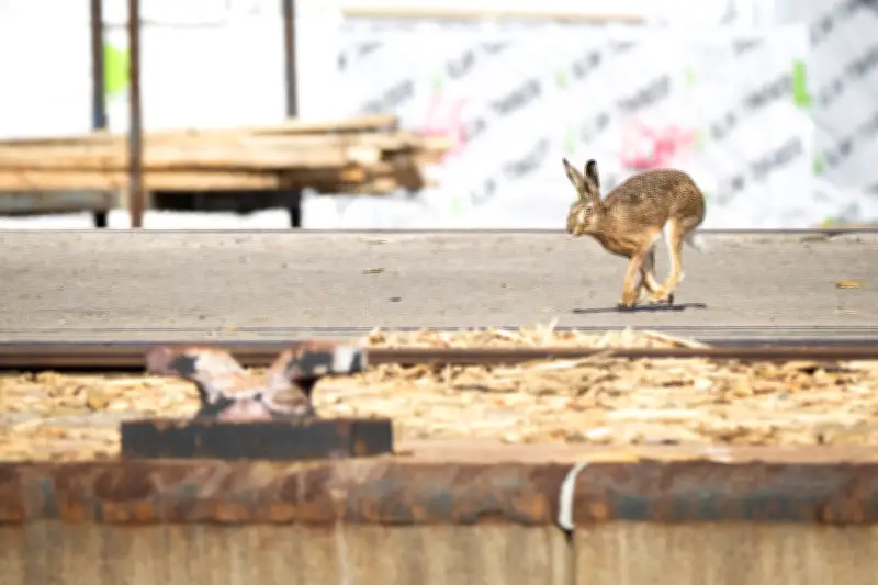 Mehr Feldhasen in Mecklenburg-Vorpommern: Bestand steigt um 20 Prozent