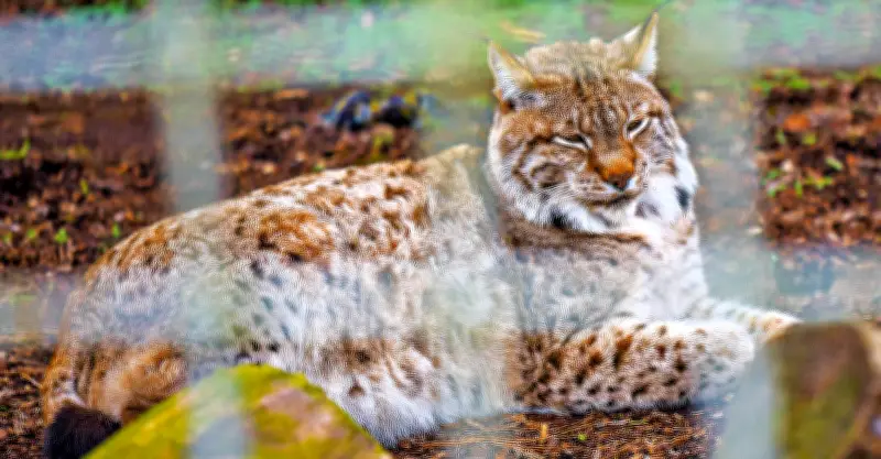 Merseburg plant umfangreichen Umbau des Luchsgeheges im Südpark für mehr Tierwohl