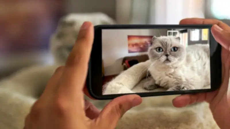 Miau! Katzen erobern das Netz: Warum Cat Content das Internet dominiert