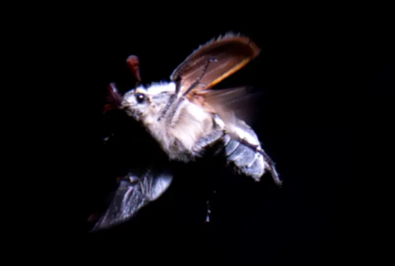Millionen Maikäfer: Massenflug im Hessischen Ried begeistert