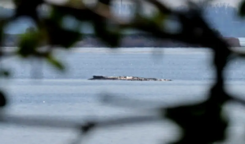 Minister Backhaus genehmigt Rettungsversuch für gestrandeten Ostsee-Wal