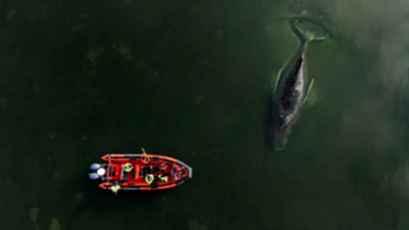 Minister nach Timmy-Tragödie: „Der nächste Wal wird kommen“ – Düstere Prognose für gestrandeten Buckelwal