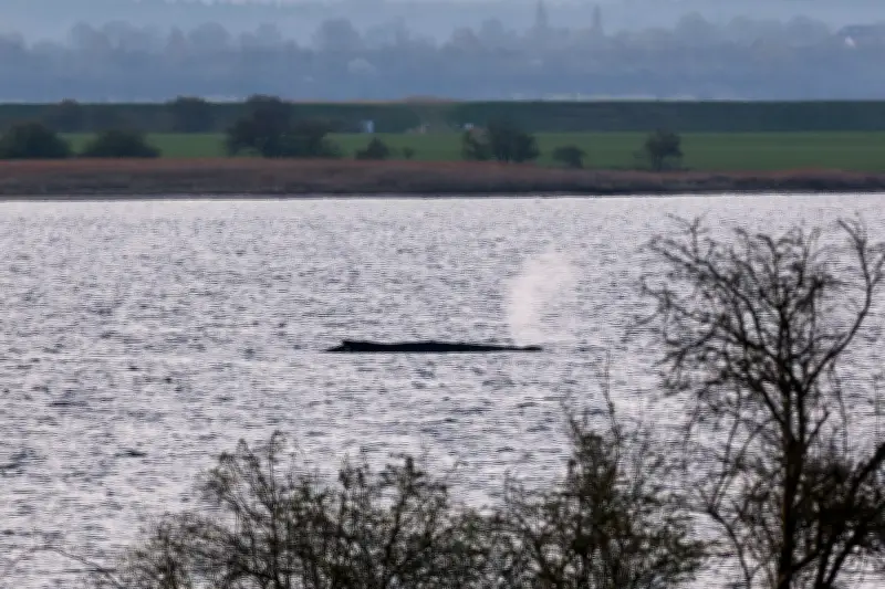 Ministerium bestätigt: Keine Rettungsaktionen mehr für gestrandeten Wal vor Poel