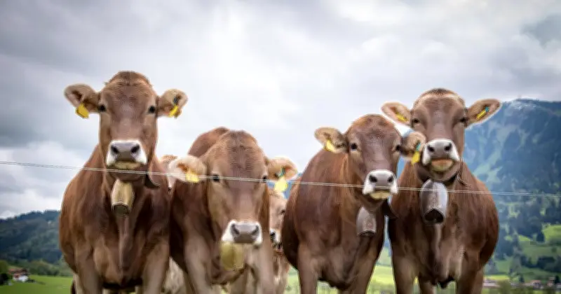 Münchner Forscher: Methan-Reduktion ist die Klima-Notbremse