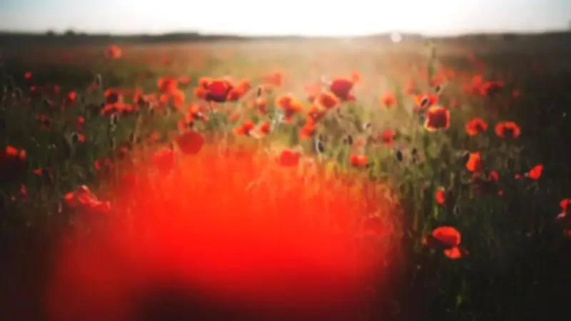 Mohnblüten-Pracht in Mecklenburg-Vorpommern: Fotografen und Urlauber im Sommerrausch