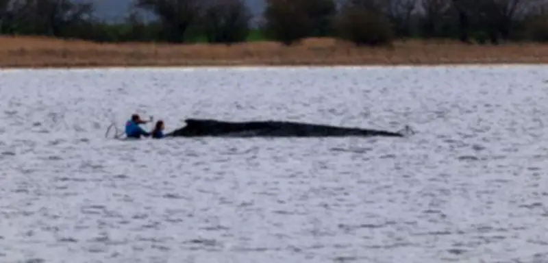 Morddrohungen gegen Wal-Helfer: Umweltminister Backhaus verurteilt Anfeindungen nach gescheiterter Rettung