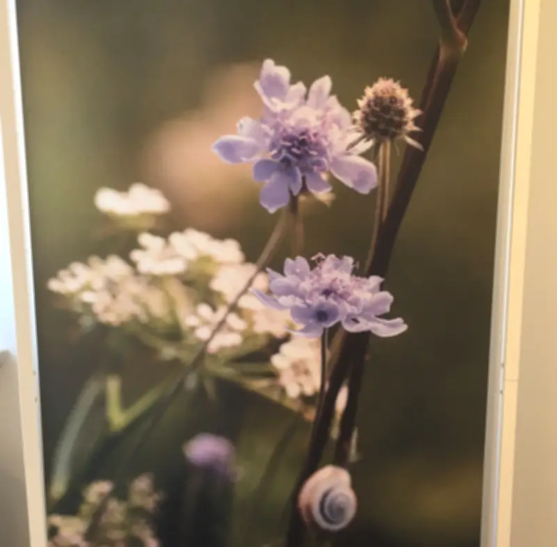 Museum Schloss Bernburg: Artenschutz-Ausstellung bleibt für breites Publikum unzugänglich