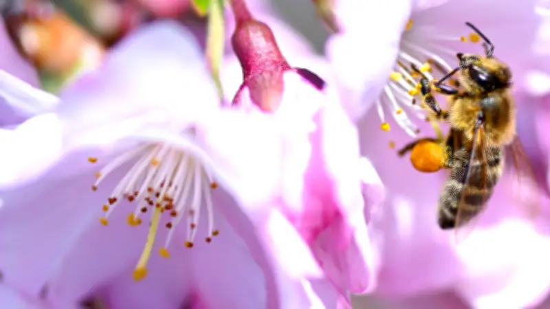 Muttertag in Helle: Imkergottesdienst mit Kaffee und Honigmarkt