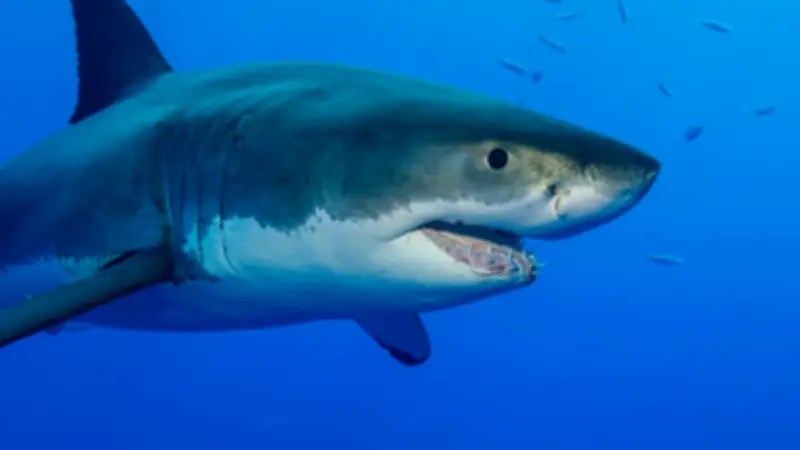 Mythos vom Killerfisch: Diese Haie schwimmen im Mittelmeer