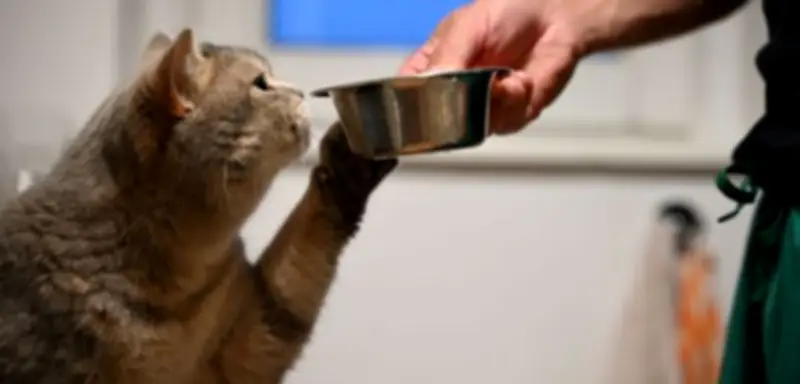 Nach elf Jahren: Katze Perla kehrt dank Mikrochip zu ihrer Familie zurück