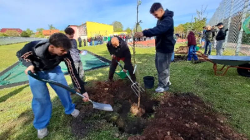 Nach Fichten-Fällung: Gymnasium Kelbra pflanzt doppelt und dreifach