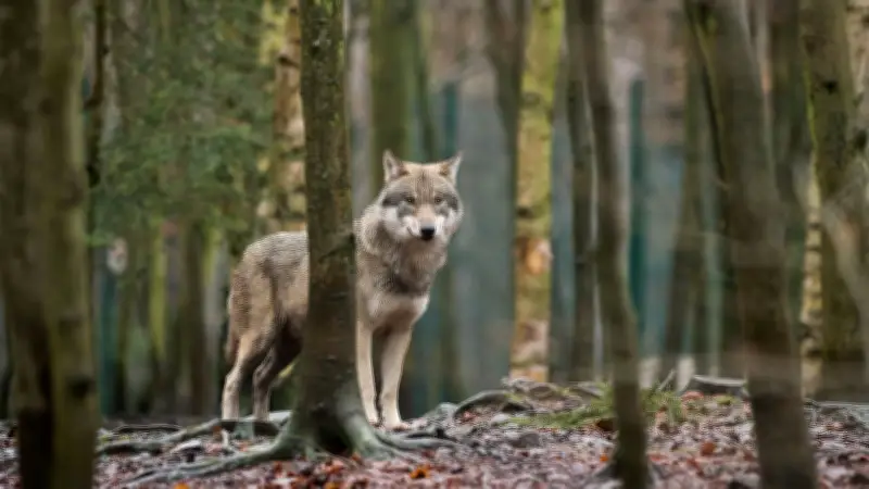 Nach Wolfsattacken: Experten diskutieren in Laase über Auswirkungen auf Landwirtschaft und Jagd