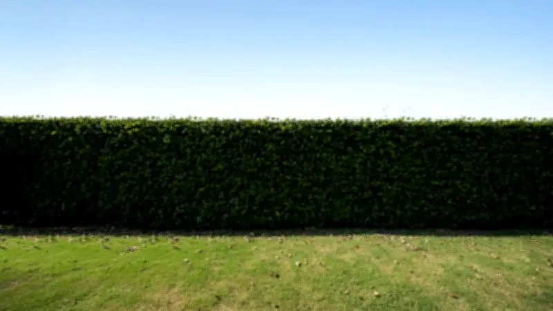 Nachbarschaftsstreit wegen Hecke: Was Sie über Grenzabstände und Pflichten wissen müssen