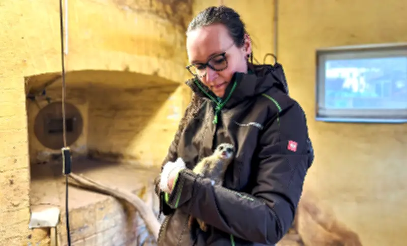Nachwuchs nach 12 Jahren: Erdmännchen-Baby im Tierpark Wittenberg geboren – Umbau des Geheges geplant