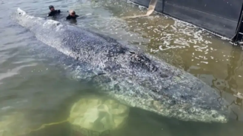 Namensrechte angemeldet: Timmy schlägt Wellen beim Markenamt