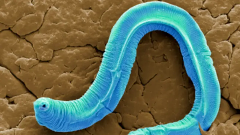 NASA schickt Mini-Würmer als Test-Astronauten zur ISS für Mond- und Mars-Missionen