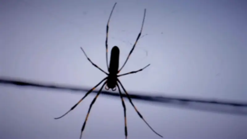 Natürliche Spinnenabwehr: Diese Pflanzen halten die Krabbler fern