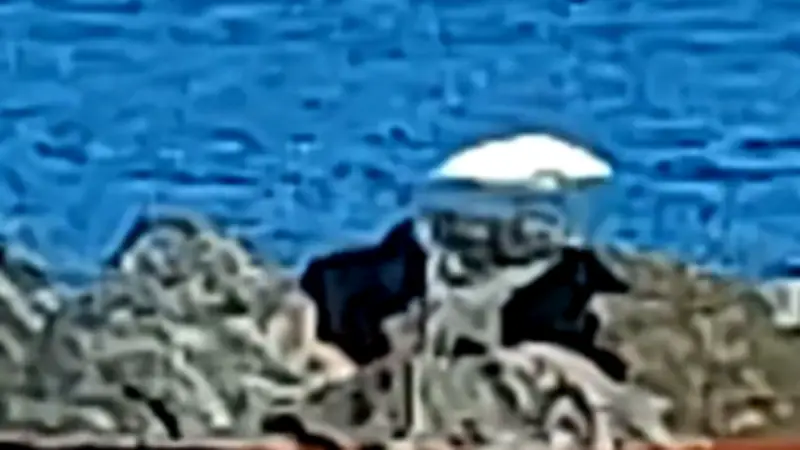 Nächster Wal in Ostsee gesichtet: Beluga in Flensburger Förde entdeckt