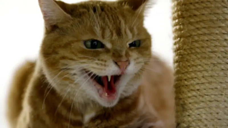 Nächtlicher Polizeieinsatz in Stralsund: Fauchende Katze versperrt jungen Frau den Weg