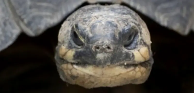 Neandertaler in Sachsen-Anhalt nutzten Schildkrötenpanzer als Werkzeuge