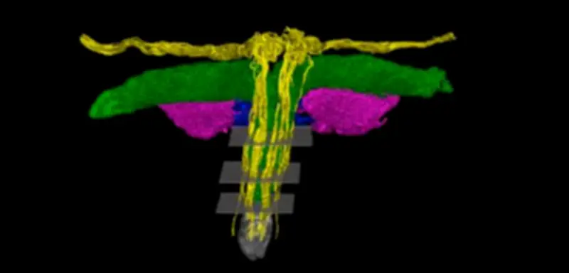 Neue Einblicke: Die Klitoris im Detail – Nervengeflecht erstmals kartiert