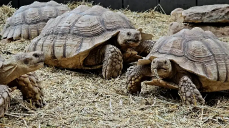 Neue Erlebnisführungen im Ascherslebener Zoo: Tiere entdecken
