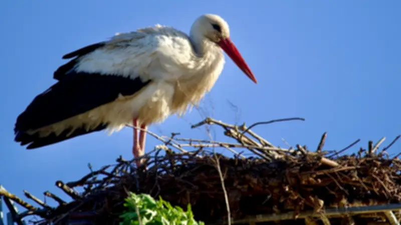 Neue Hoffnung für Störche in Schadeleben: Horst nach Sturm wieder besetzt
