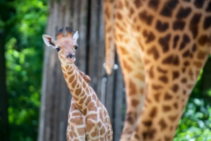Neue Kordofan-Giraffe „Vizuri“ im Berliner Zoo eingetroffen – Weitere Artgenossen folgen