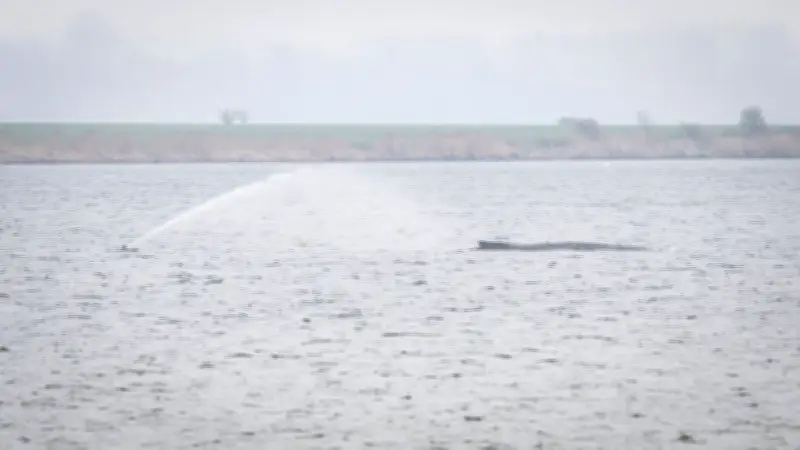 Neue Rettungspläne für gestrandeten Buckelwal vor Wismar: Was bekannt ist und offene Fragen