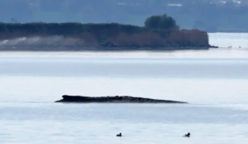 Neuer Rettungsversuch für gestrandeten Buckelwal bei Wismar startet heute