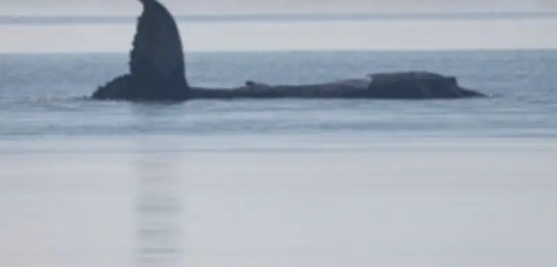 Neuer Rettungsversuch für gestrandeten Wal vor Poel: Private Initiative trotzt Bedenken