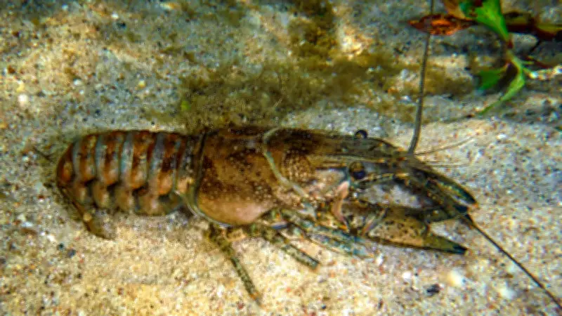 Neuer tierischer Einwanderer in Halle: Eine invasive Art bedroht lokale Ökosysteme