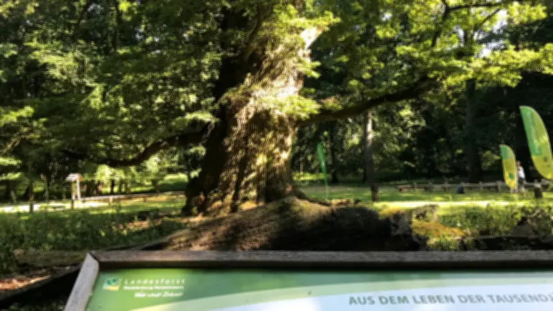 Niederländischer Forstexperte enthüllt Geheimnisse der Ivenacker Eichen in faszinierendem Vortrag