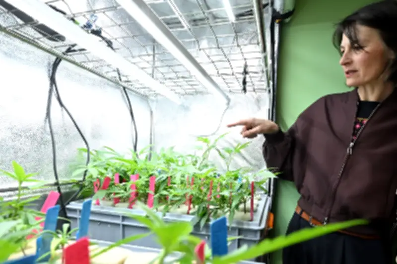 Niedersachsen: Cannabis-Anbauvereine als wirksames Mittel gegen Schwarzmarkt