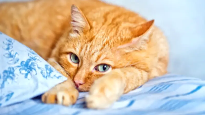 Niereninsuffizienz bei Katzen: Die schleichende Gefahr erkennen und handeln