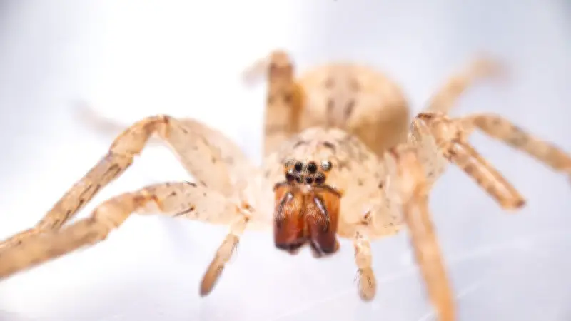 Nosferatu-Spinnen erobern Deutschland: Vom Mittelmeer bis in den Norden vorgedrungen