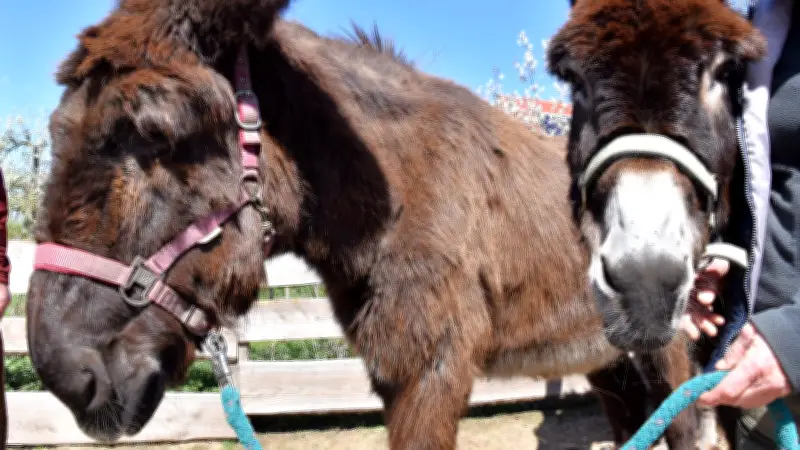 Noteselhilfe öffnet Stalltüren in Krudopp: Einblicke in verantwortungsvolle Eselhaltung