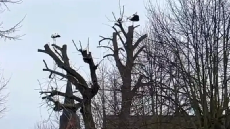 „Och, horch' doch mal, wie schön!“: Dorfstörche begeistern mit lautem Balz-Konzert