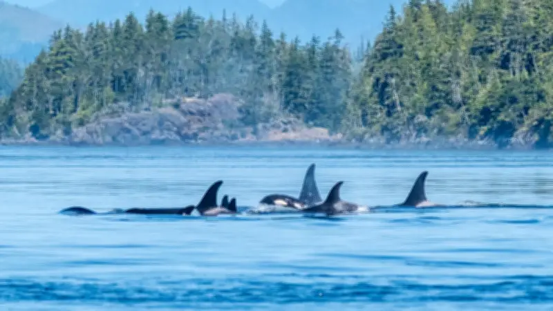 Orcas zerfleischen Hai vor Mexiko: Video zeigt dramatische Jagd