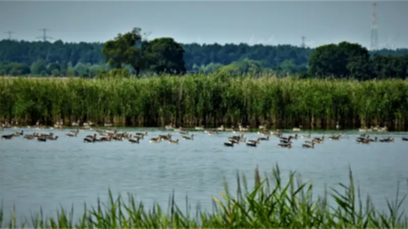 Ornithologe lädt zu Vogelstimmenwanderung am Koblentzer See ein