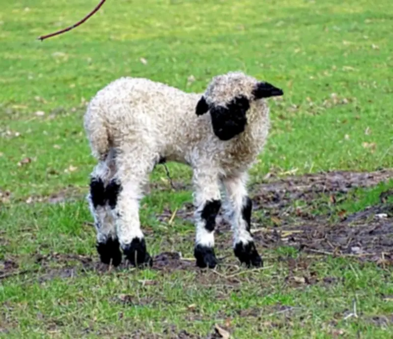 Osterfest im Dessauer Tierpark: Kükenschlupf, Hüpfburg und tierischer Nachwuchs