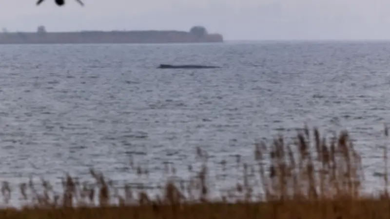 Ostsee-Drama: Demonstranten stören neuen Rettungsversuch für gestrandeten Wal