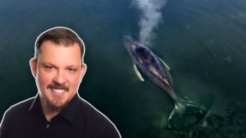 Ostsee-Drama: Rettungsversuche für gestrandeten Buckelwal drohen ihn zu Töten