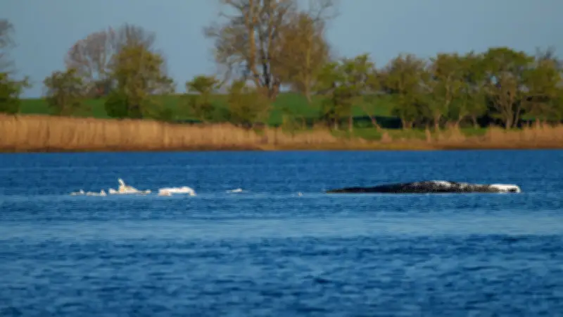 Ostsee-Drama: Timmy geht es immer schlechter – Retter in Sorge