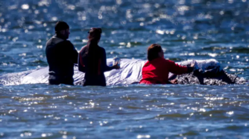 Ostsee-Rettungsdrama: Helfer wollen Buckelwal mit Schlingen auf Kahn ziehen