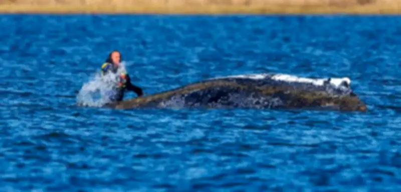 Ostsee: Sinkender Wasserpegel verschärft Notlage gestrandeten Wals