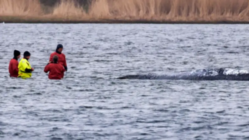 Ostsee-Wal: Backhaus wird emotional und attackiert Wissenschaftler