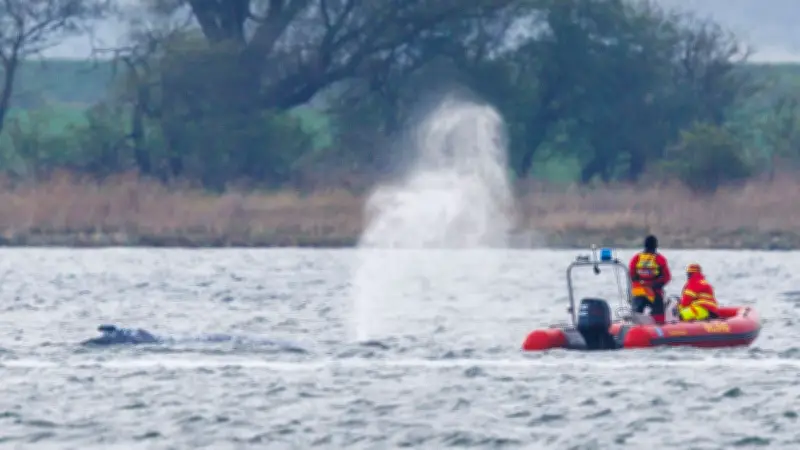 Ostsee-Wal: Chef-Taucher stellt neuen Rettungsplan vor – 110 Meter bis zum tiefen Wasser