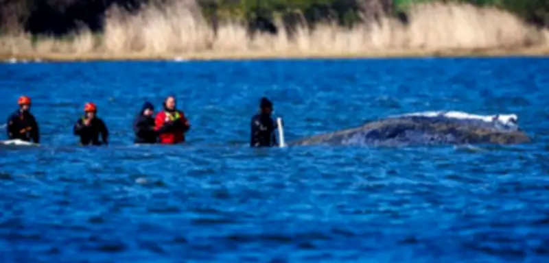 Ostsee-Wal-Drama: Minister, Influencer und Tierärztin im Rettungs-Chaos